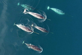 Tallurutiup Imanga in the high arctic is home to globally significant populations of narwhal (Photo by Oceans North)