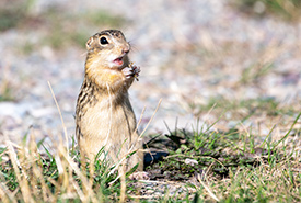 Thirteen-lined ground squirrels are voracious predators of insects (Photo by Sean Feagan / NCC Staff)