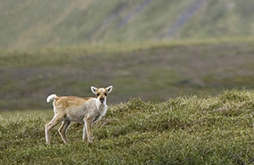 Caribou, Parc national Vuntut, Yukon. Les régions boréale et arctique abritent des mammifères comme le caribou, le loup, la martre et le lynx. (Photo de Parcs Canada)