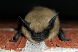 Western small-footed bat (Photo by Joey Kellner, CC BY NC)