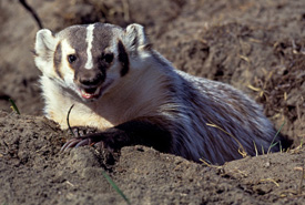 American badger (Photo by Earth Rangers) 