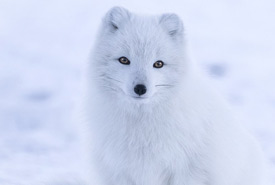 Arctic fox (Photo by Jonathen Pie)