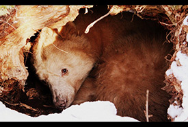 Grizzly bear cub denning (Photo by Sarah Whynne CC BY-NC 2.0) 