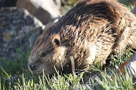 Beaver (Photo by Makedocreative/Wikimedia Commons)