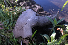 Beaver excavated bison skull (Photo by NCC)
