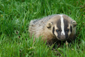 American badger kit (Photo by Craig Tooley)