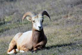 A bighorn sheep on Luxor Linkage conservation area (Photo by Bonnie-Lou Ferris)