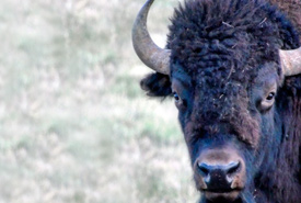 Plains bison (Photo by NCC)