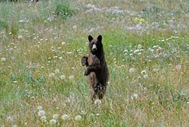 Black bear (Photo by Brendan Matthews)