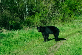 Black bear sighting at Elizabeth Hubbard property, SK (Photo by NCC)
