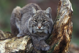 Bobcat (Photo by Gary Kramer, courtesy of USFWS)