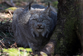 Canada lynx (Photo by Mike Dembeck)