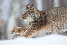 Canada lynx (Photo by iStock) 