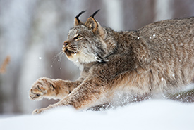 Lynx du Canada (Photo de iStock) 