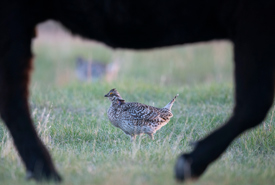 Cow and sharp-tailed grouse at NCC's Mackie Ranch (Photo by Jason Bantle)