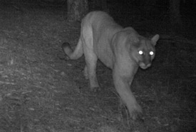 Cougar (Photo by Reconyx Wildlife Cameras)