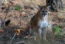 A cougar at Cherry Meadows, BC (Photo by Walter Latter)