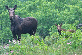 Cow and calf moose (Photo by NCC)