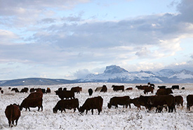 Cows at Palmer Ranch, Waterton, AB. (Photo by Julia Palmer)