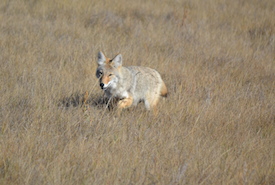 Coyote, Buffalo Valley (Photo by NCC)