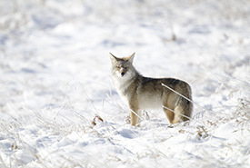 Coyote (Photo by Paul Turbitt) 