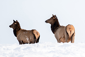 Elk in Waterton Park Front (Photo by NCC)