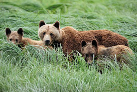 Glendale grizzlies, British Columbia (Photo by Klaus Gretzmacher)