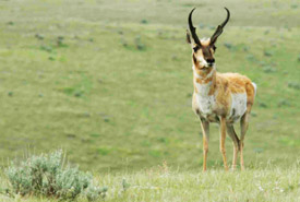 Pronghorn antelope, Old Man on His Back (Photo by Karol Dabbs)