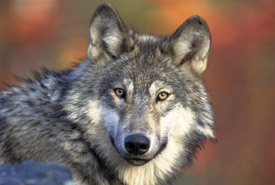 Loup gris (photo de Gary Kramer, avec l'aimable autorisation du USFWS)