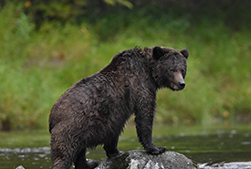 Grizzly bear at Iclhicwani (Photo by Harvey Thommasen)