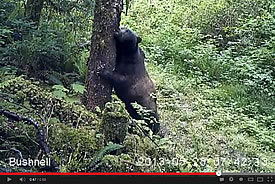 Grizzly bear caught on camera (Video still by Raincoast Conservation Foundation_