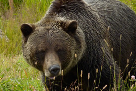 Grizzly bear (Photo by Jenel Bode)