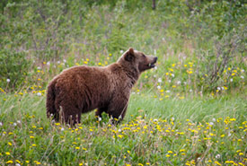 Grizzly bear (Photo from Pixabay)