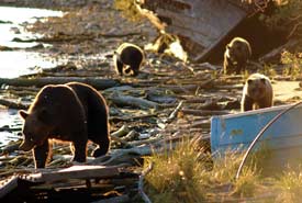 A grizzly and her cubs on the beach at Rivers Inlet, BC (Photo by NCC)