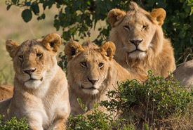 Lion family (Photo by Benh Lieu Song/Wikimedia Commons) 