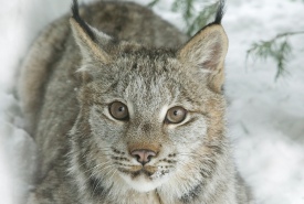 Lynx du Canada (Avec l'autorisation de Darlene Stack)