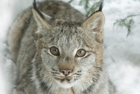 Canada lynx (Photo courtesy of Darlene Stack)