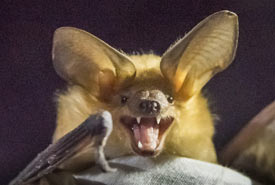 The big ears, strong bite and honey-coloured downy fur make this rare male pallid bat distinctive. (Photo by Richard McGuire)