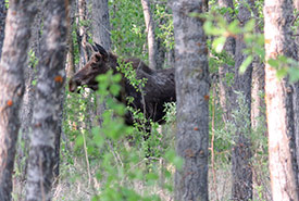 Moose (Photo by Carissa Wasyliw)