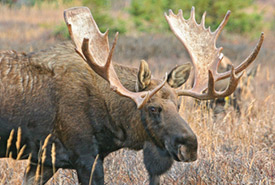 Moose (Photo from Pixabay)