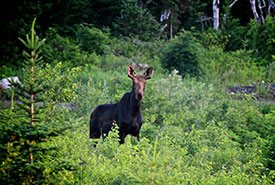 Moose on Mount Hereford, QC (Photo by MRC de Coaticook)