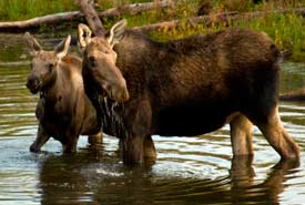Moose in Tatlayoko (Photo by Steve Ogle)