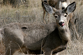 Mule deer (Photo by Allison Haskell) 