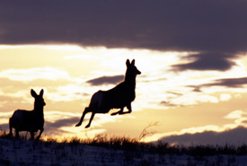 Mule deer at sunset (Photo by Karol Dabbs)