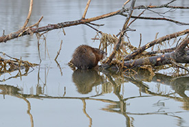 A muskrat in the Minesing Wetlands (Photo by Mark McLean) 