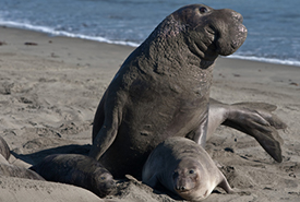 Éléphant de mer (Photo de Mike Baird/iNaturalist)