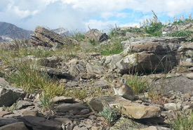 American pika on a scree slope (Photo by Blake Weis/iNaturalist)