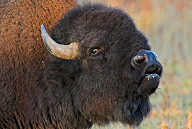 Plains bison (Photo by Robert McCaw)
