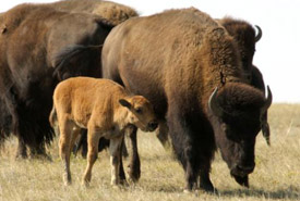 Bisons des prairies (Photo de Karol Dabbs)
