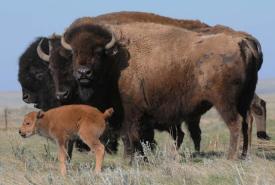 Bisons des prairies (Photo de Steve Zack)